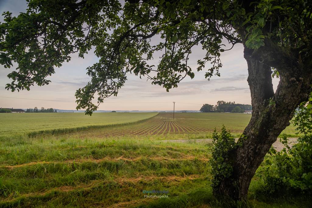 Holzmannstett
