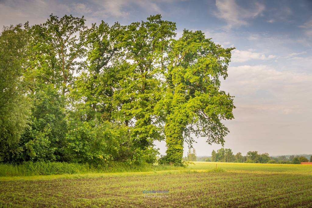 Holzmannstett